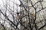     
: IMG_4599.jpg
: 13
:	235.7 
ID:	10768187