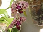     
: P1090016.jpg
: 13
:	119.4 
ID:	10773175