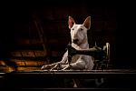     
: me-and-my-dog-explore-abandoned-places-across-europe-8__880.jpg
: 14
:	60.3 
ID:	10787372
