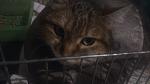     
: DSC_0549.jpg
: 28
:	70.2 
ID:	10790279