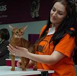     
: SC GCHighgatepaws FanFan on the show in Buharest (16).jpg
: 19
:	51.3 
ID:	1080090