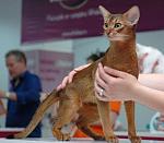     
: SC GCHighgatepaws FanFan on the show in Buharest (21).jpg
: 20
:	59.4 
ID:	1080107