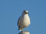    
: IMG_8364.jpg
: 31
:	45.3 
ID:	10814433