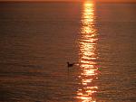     
: IMG_8482.jpg
: 52
:	168.3 
ID:	10825110