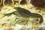     
: akvariumnye-mramornye-raki_5_1.jpg
: 21
:	61.6 
ID:	10825242