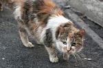    
: DSC_2871.jpg
: 51
:	59.8 
ID:	10826814