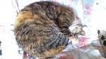     
: DSC_0506.jpg
: 11
:	128.8 
ID:	10835227