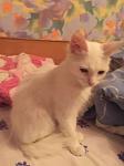     
: 300490224_2_644x461_angorskaya-koshechka-fotografii.jpg
: 14
:	12.7 
ID:	10920684