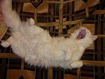     
: DSC02001.JPG
: 37
:	88.6 
ID:	1094422