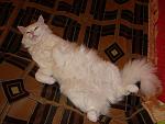    
: DSC02332.JPG
: 36
:	88.6 
ID:	1094423