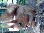    
: Sqiurrel.jpg
: 91
:	106.8 
ID:	1094582