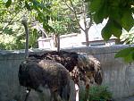     
: Zoo- straysu.jpg
: 84
:	34.4 
ID:	1094596