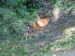     
: Zoo olen'.jpg
: 85
:	304.6 
ID:	1094607