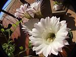     
: DSCF3628.jpg
: 247
:	111.0 
ID:	109471