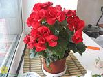     
: t_3333_138966_0_1361973318_big_rsz.JPG
: 259
:	50.8 
ID:	10947175