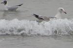     
: IMG_0651.jpg
: 24
:	96.9 
ID:	10953137