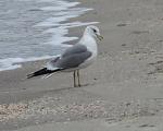     
: IMG_0693.jpg
: 29
:	145.8 
ID:	10953150