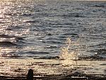     
: IMG_0772.jpg
: 20
:	290.1 
ID:	10963657