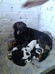     
: rmRZplylRS4.jpg
: 27
:	49.0 
ID:	10965368