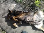     
: Фото2767.jpg
: 23
:	262.2 
ID:	10965381