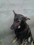    
: Фото2763.jpg
: 15
:	76.9 
ID:	10965383