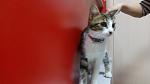     
: _ICaOWPF-8w.jpg
: 22
:	22.2 
ID:	10969713