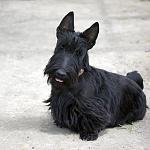     
: skotch-terer16.jpg
: 35
:	100.8 
ID:	10973038
