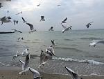     
: IMG_5480.jpg
: 25
:	135.5 
ID:	10973552