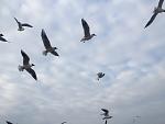     
: IMG_5483.jpg
: 24
:	54.1 
ID:	10973554