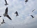     
: IMG_5484.jpg
: 27
:	62.4 
ID:	10973555
