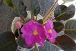     
: DSC_2407.jpg
: 20
:	93.2 
ID:	10977620