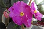     
: DSC_2414.jpg
: 29
:	114.4 
ID:	10977623