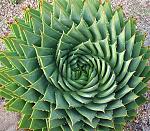     
: Aloe_polyphylla_Spiral_Aloe_9302.pg.jpg
: 15
:	127.7 
ID:	10984093