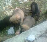     
: Photo0258.jpg
: 10
:	161.7 
ID:	10984129