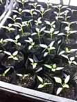     
: 2016-03-23_12-07-29_274.jpg
: 9
:	122.3 
ID:	10989324