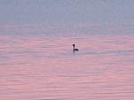     
: IMG_1585.jpg
: 24
:	98.9 
ID:	10998147