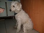     
: 12901134_987928264588285_3288024184967147715_o.jpg
: 14
:	229.1 
ID:	11017871