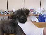    
: IMG_7372.jpg
: 39
:	97.5 
ID:	11052568