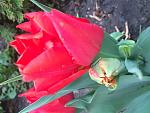     
: image.jpg
: 18
:	76.7 
ID:	11058460