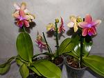     
: image (3).jpg
: 25
:	119.1 
ID:	11059301