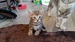     
: 20160412_183937.jpg
: 9
:	115.2 
ID:	11063225