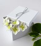     
: hydrangea set 6 pcs - white-green - 1.jpg
: 13
:	124.6 
ID:	11072873