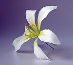     
: 6 - Lily white - 2.jpg
: 8
:	112.2 
ID:	11072959