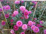     
: 301020153695.jpg
: 52
:	242.5 
ID:	11077255