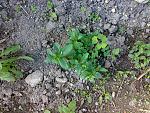     
: 170420164588.jpg
: 39
:	306.0 
ID:	11078458