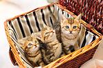     
: _DSC0472.jpg
: 13
:	157.9 
ID:	11079720