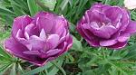     
: 1ллDSC00989.jpg
: 12
:	125.5 
ID:	11086683