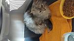     
: 20160403_175555.jpg
: 13
:	80.6 
ID:	11087478