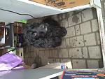     
: image.jpg
: 40
:	119.5 
ID:	11107597