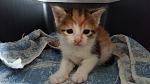     
: 20160426_142006.jpg
: 17
:	85.8 
ID:	11107972